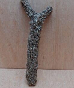 Small Cork Branch - Upto 40cm - 11