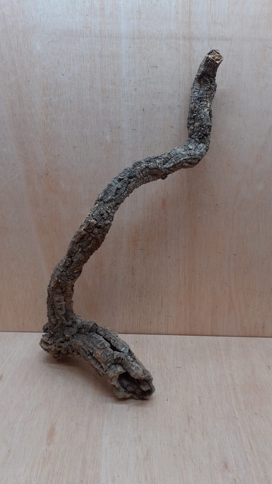 Medium Cork Branch - 40-80cm - 3
