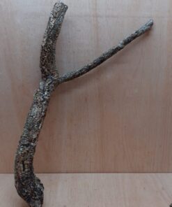 Medium Cork Branch - 40-80cm - 11