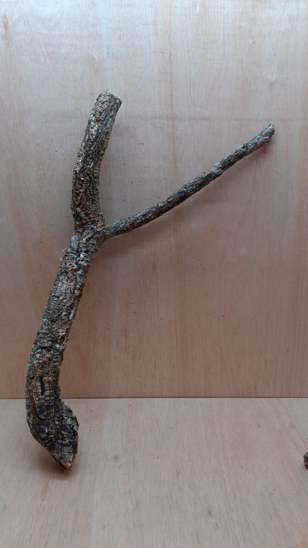 Medium Cork Branch - 40-80cm - 11