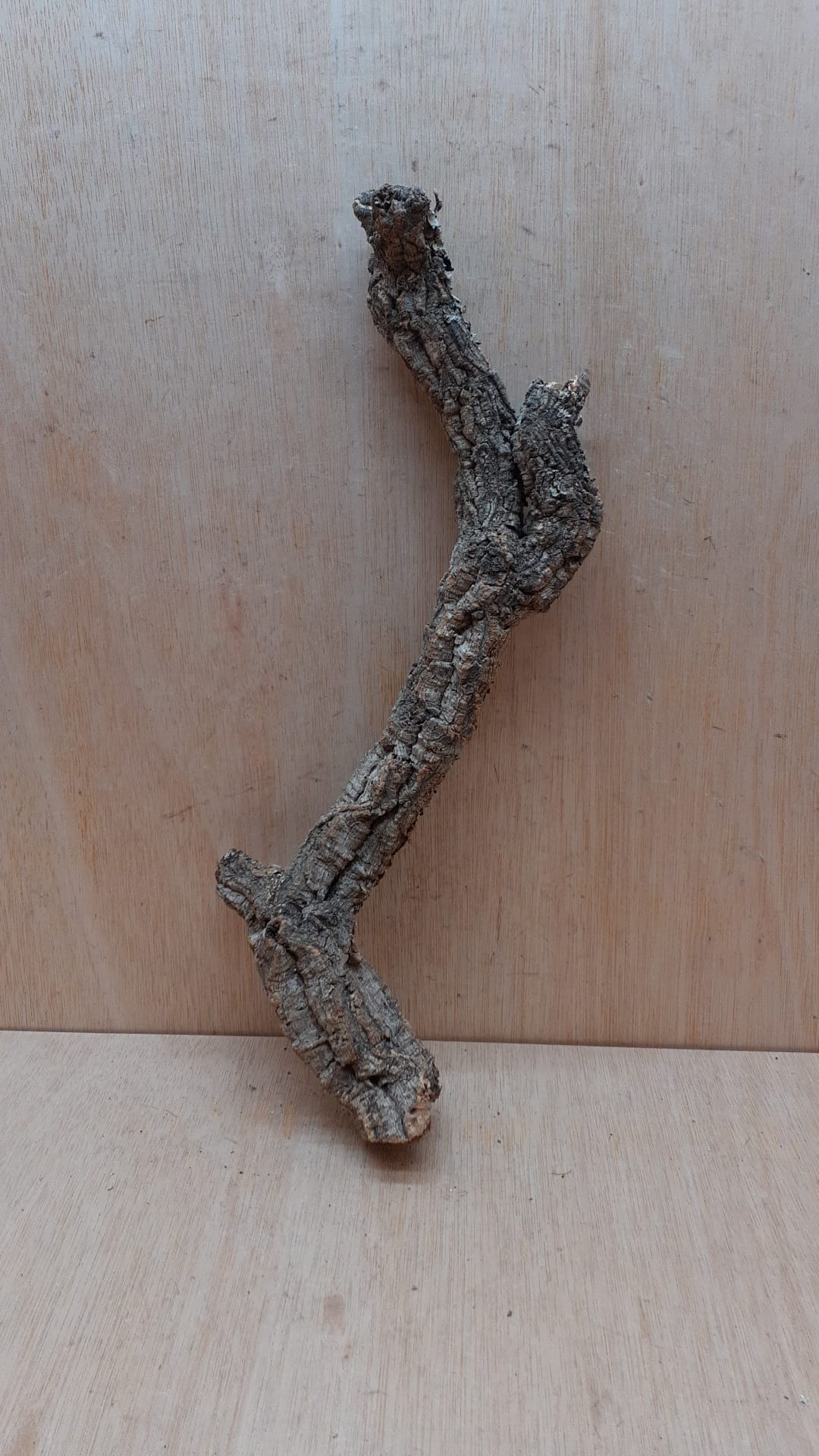 Medium Cork Branch - 40-80cm - 18