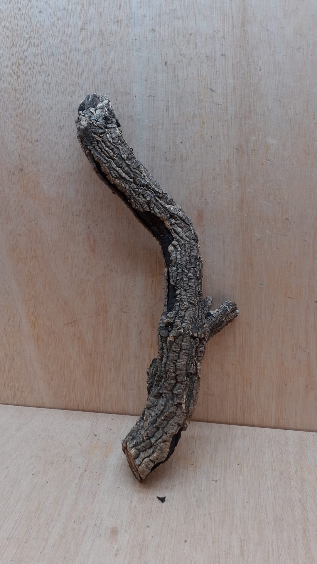 Medium Cork Branch - 40-80cm - 20