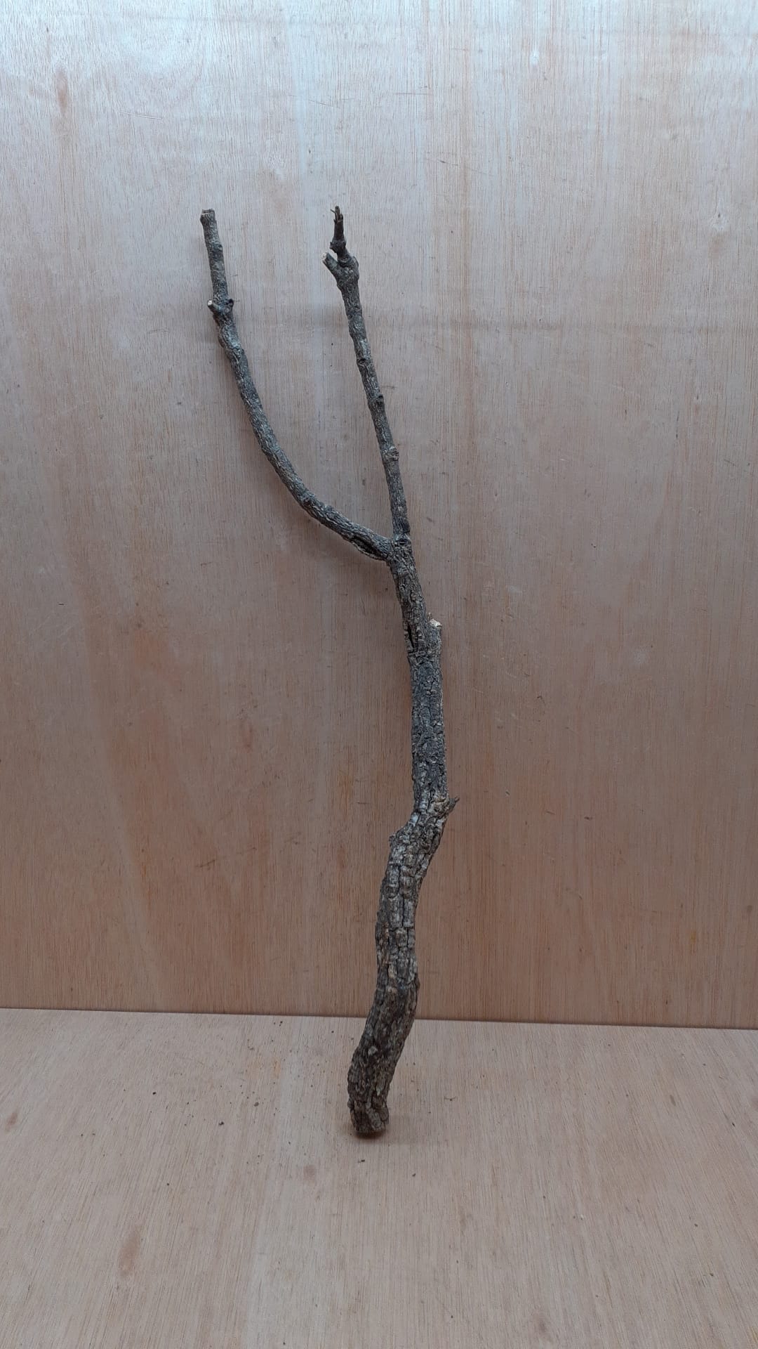 Medium Cork Branch - 40-80cm - 22