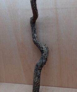 Medium Cork Branch - 40-80cm - 23