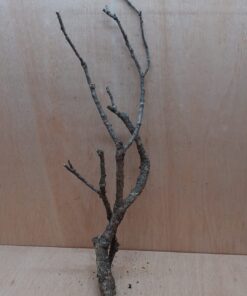 Medium Cork Branch - 40-80cm - 27