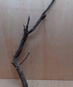 Medium Cork Branch - 40-80cm - 28