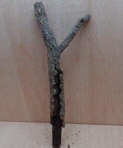 Medium Cork Branch - 40-80cm - 30