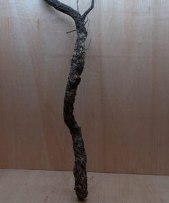 Large Cork Branch - 80-110cm - 13