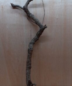 Large Cork Branch - 80-110cm - 19