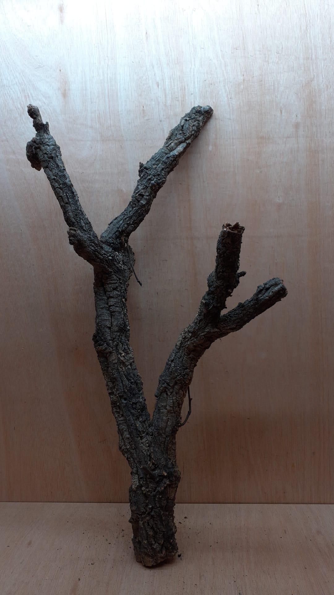 Large Cork Branch - 80-110cm - 21