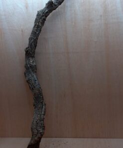 Large Cork Branch - 80-110cm - 26