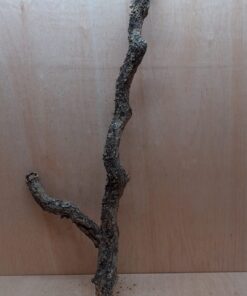 Large Cork Branch - 80-110cm - 28