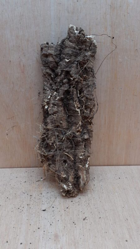 Medium Cork Flat 23