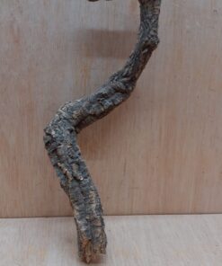 Small Cork Branch - Upto 40cm - 1