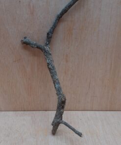 Small Cork Branch - Upto 40cm - 2