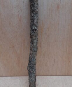 Small Cork Branch - Upto 40cm - 5