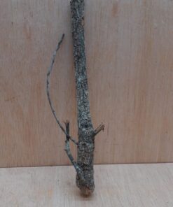 Small Cork Branch - Upto 40cm - 10