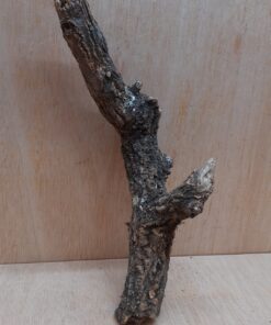 Small Cork Branch - Upto 40cm - 17