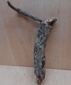 Small Cork Branch - Upto 40cm - 27