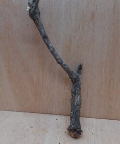 Small Cork Branch - Upto 40cm - 28