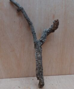 Small Cork Branch - Upto 40cm - 29
