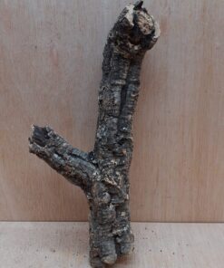 Small Cork Branch - Upto 40cm - 30