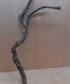 Medium Cork Branch - 40-80cm - 2