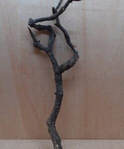 Medium Cork Branch - 40-80cm - 3