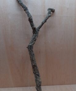 Medium Cork Branch - 40-80cm - 4