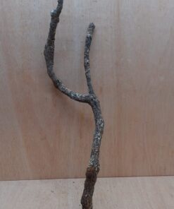 Medium Cork Branch - 40-80cm - 7