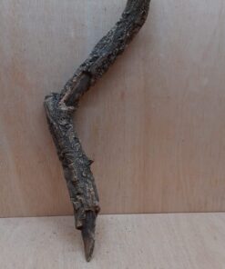 Medium Cork Branch - 40-80cm - 8