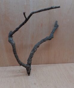 Medium Cork Branch - 40-80cm - 10