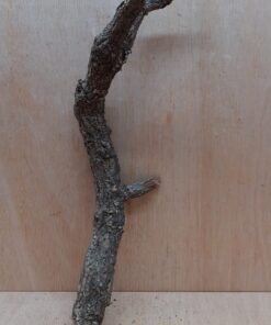 Medium Cork Branch - 40-80cm - 11