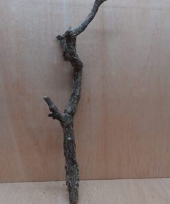 Medium Cork Branch - 40-80cm - 15