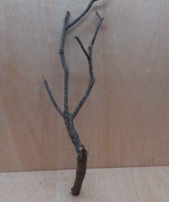 Medium Cork Branch - 40-80cm - 16