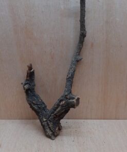Medium Cork Branch - 40-80cm - 18