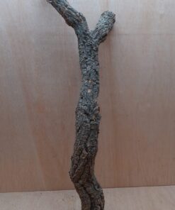 Medium Cork Branch - 40-80cm - 19