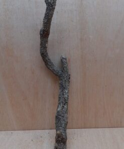 Medium Cork Branch - 40-80cm - 20