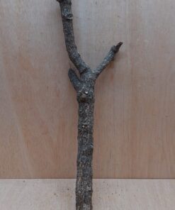Medium Cork Branch - 40-80cm - 21