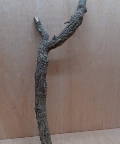 Medium Cork Branch - 40-80cm - 23