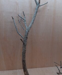 Medium Cork Branch - 40-80cm - 25