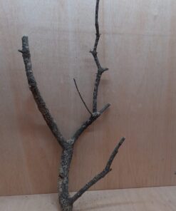 Medium Cork Branch - 40-80cm - 27