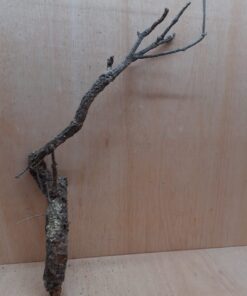 Medium Cork Branch - 40-80cm - 29