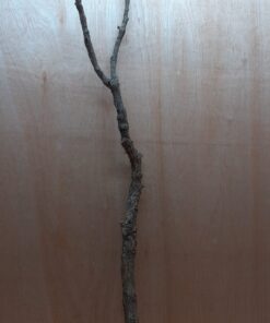 Large Cork Branch - 80-110cm - 10