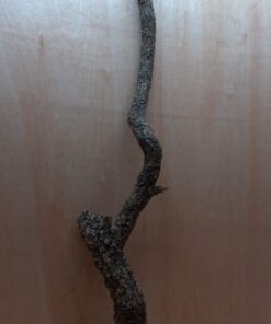 Large Cork Branch - 80-110cm - 11