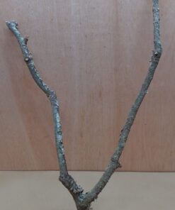 Medium Cork Branch - 40-80cm - 2