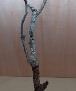 Large Cork Branch - 80-110cm - 1