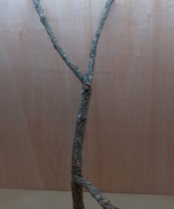 Large Cork Branch - 80-110cm - 4