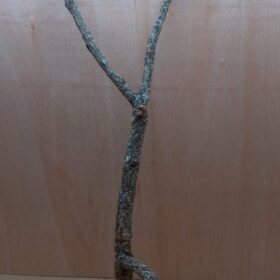 Large Cork Branch - 80-110cm - 4