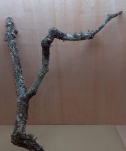 Large Cork Branch - 80-110cm - 6